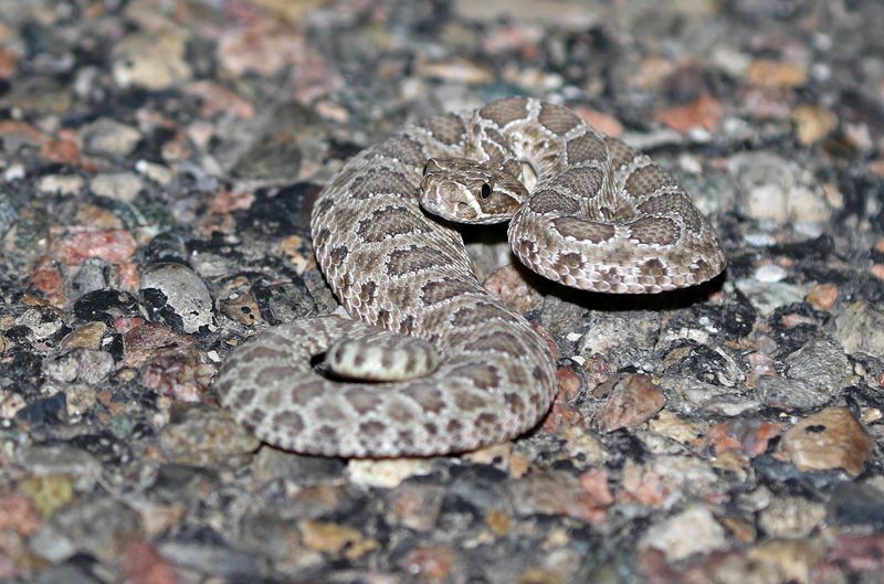 Prairie Rattlesnake 2024-08-31