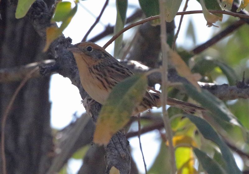 LeContes Sparrow 2024-10-13