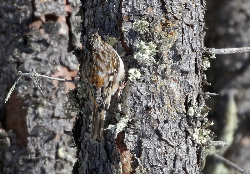 Brown Creeper 2025-02-16