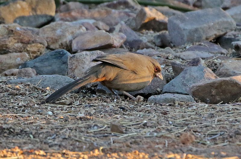 Aberts Towhee 2025-03-18