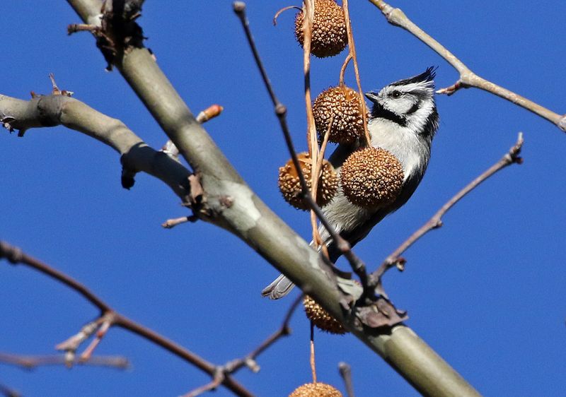 Bridled Titmouse 2025-03-19