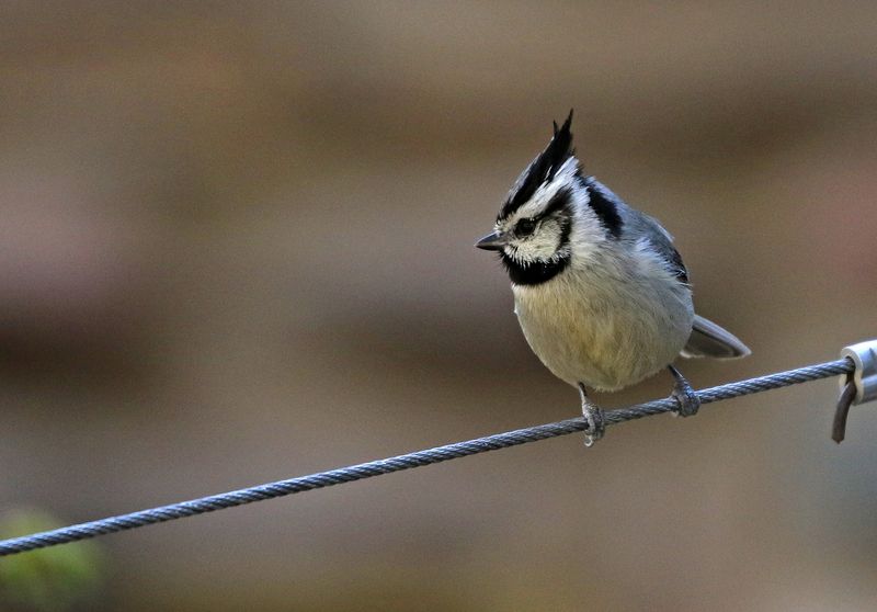 Bridled Titmouse 2025-03-19