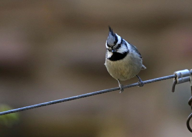 Bridled Titmouse 2025-03-19