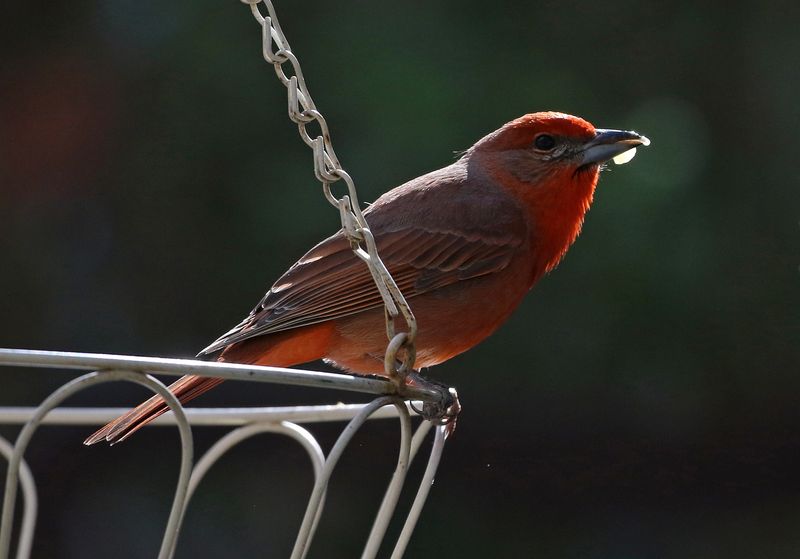 Hepatic Tanager 2025-03-19