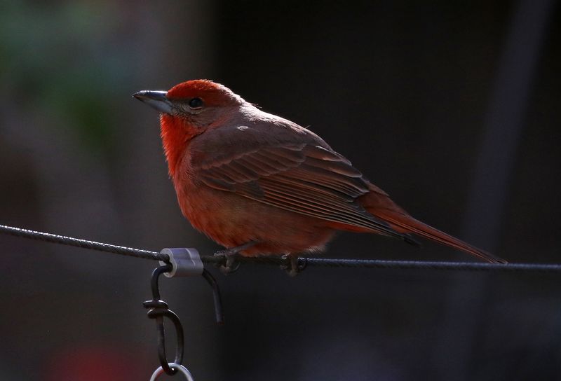 Hepatic Tanager 2025-03-19