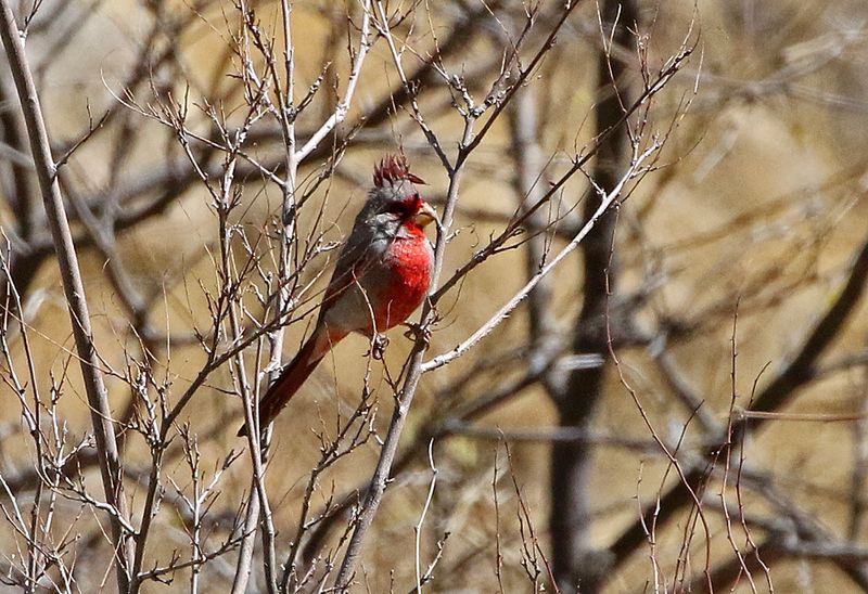 Pyrrhuloxia 2025-03-19
