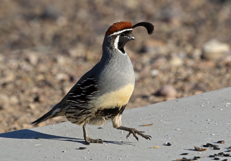 Gambels Quail 2025-03-21