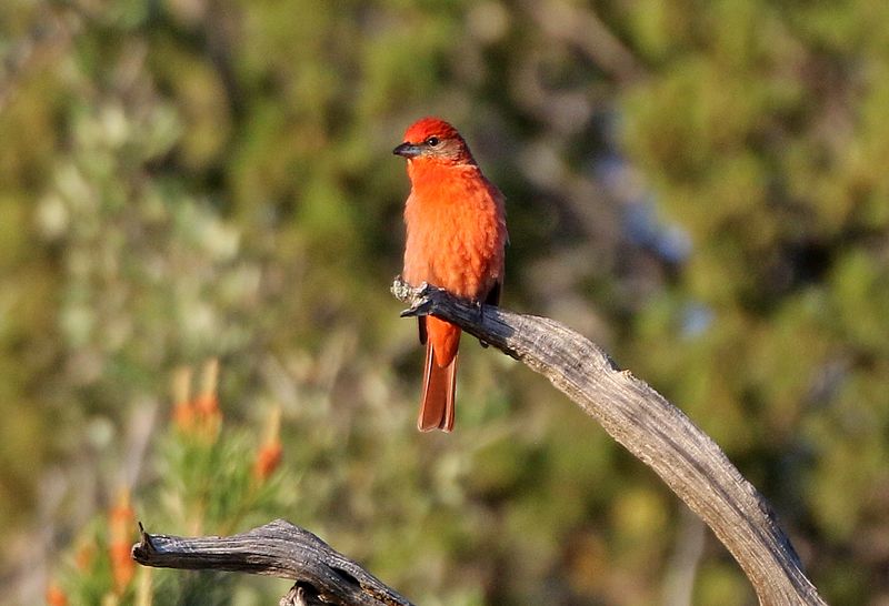 Hepatic Tanager 2025-06-01