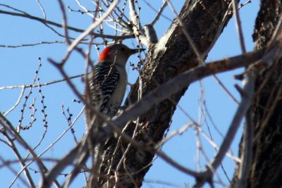 Red-bellied Woodpecker 2012-01-19