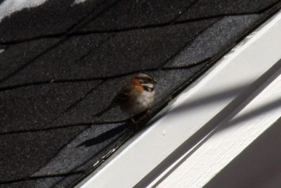 Rufous-collared Sparrow 2011-05-13
