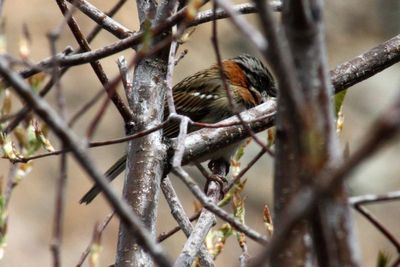 Rufous-collared Sparrow 2011-05-21