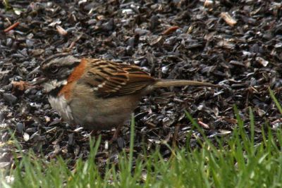 Rufous-collared Sparrow 2011-05-21