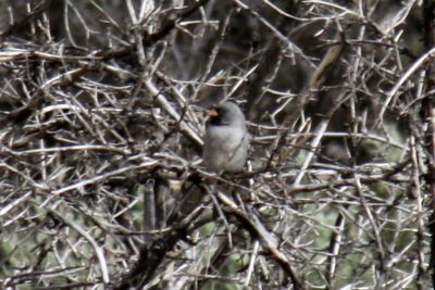 Black-chinned Sparrow 2011-04-18
