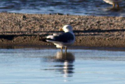 Mew Gull 2011-04-10
