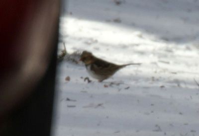 Harris's Sparrow 2013-01-31