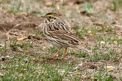 Savannah Sparrow 2012-04-03