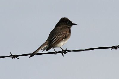 Black Phoebe x Eastern Phoebe Hybrid 2007-04-26