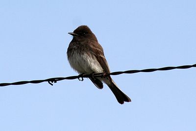 Black Phoebe x Eastern Phoebe Hybrid 2007-04-26