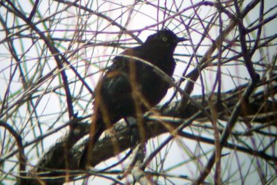 Rusty Blackbird 2006-03-19