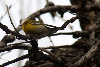 Pine Warbler 2011-01-30