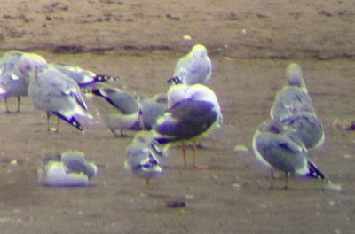 Western Gull 2013-10-10