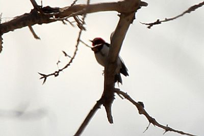 Red-headed Woodpecker 2013-03-21