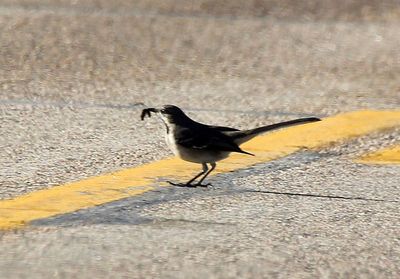 Northern Mockingbird 2013-12-29