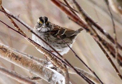 White-throated Sparrow 2013-01-27