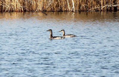 Red-necked Grebe 2013-03-02