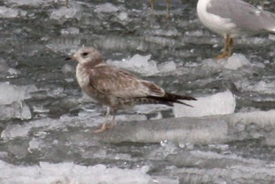 Mew Gull 2009-02-25