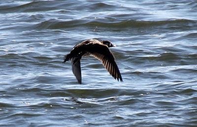 Surf Scoter 2013-10-19