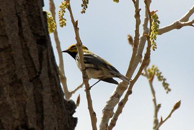 Black-throated Green Warbler x Townsend's Warbler Hybrid 2013-05-10