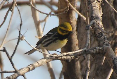 Black-throated Green Warbler x Townsend's Warbler Hybrid 2013-05-11