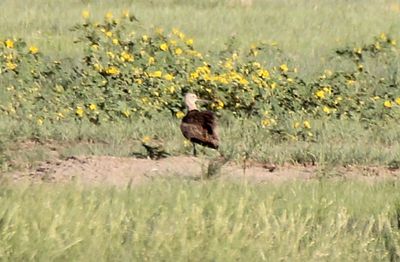 Long-billed Curlew 2013-06-30