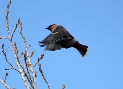 Bohemian Waxwing 2013-03-17
