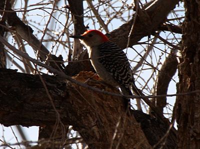 Red-bellied Woodpecker 2012-12-18