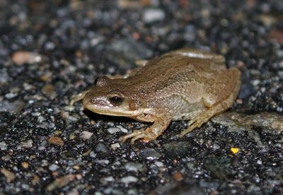 Boreal Chorus Frog 2023-06-05