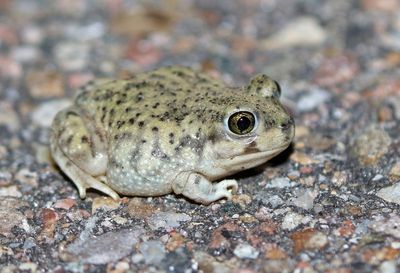 Couch's Spadefoot 2023-09-02