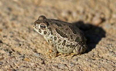 Great Plains Toad 2023-09-04