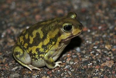 Couch's Spadefoot 2023-09-03