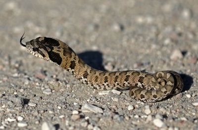 Eastern Hognose Snake 2023-09-02