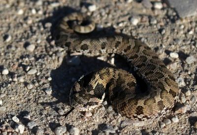 Eastern Hognose Snake 2023-09-02