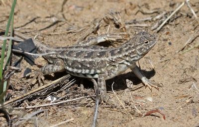 Lesser Earless Lizard 2023-05-01