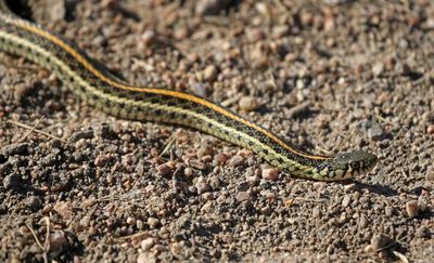 Plains Garter Snake 2023-10-15