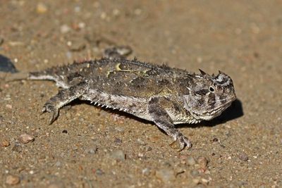 Texas Horned Lizard 2023-09-02
