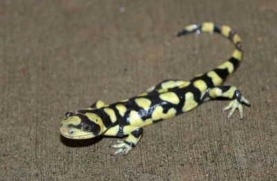 Tiger Salamander 2023-06-11