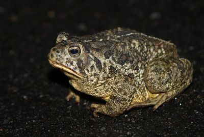 Woodhouse's Toad 2023-06-05