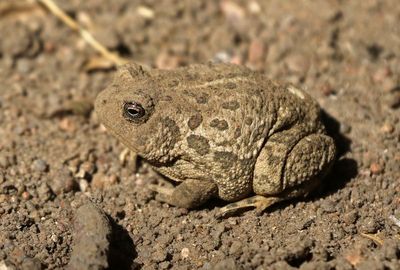 Woodhouse's Toad 2023-09-02
