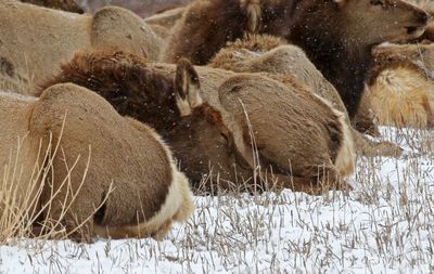Elk 2023-02-15