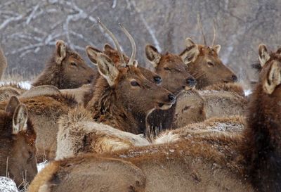 Elk 2023-02-15